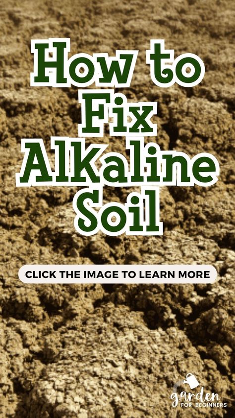 Alkaline soil is a common issue for gardeners that can have a negative impact on plant growth. Understanding alkaline soil and its effects on plants is crucial to effectively fix this problem. Alkaline Soil, Garden For Beginners, Thriving Garden, Garden Maintenance, Plant Growth, Gardening For Beginners, Growing Flowers, Green Thumb, Soil