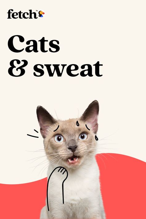 Pet Advertising, Social Media Campaign Design, Pet Branding, Minimalist Web Design, Cat Vet, Cat Food Brands, Instagram Feed Planner, Minimalist Graphic Design, Social Media Poster