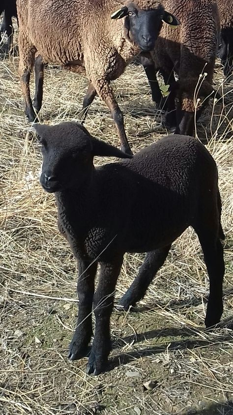 Cordero oveja merina negra #corderito Ranch Animals, Ghibli Studio, Sheep Breeds, Alice Angel, Cute Animal Photos, Spring 2023, Animal Photo, Studio Ghibli, Sheep