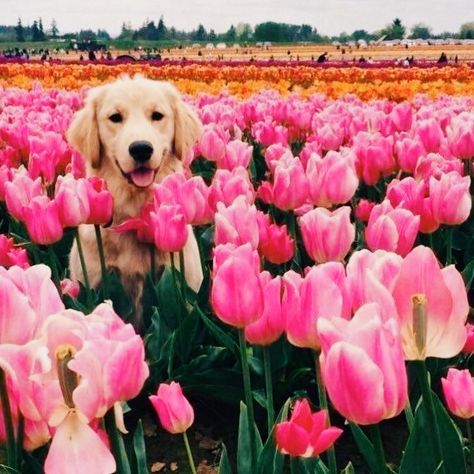 I N S T A G R A M @EmilyMohsie Love My Dog, Airedale Terrier, Retriever Puppy, Pink Tulips, Golden Retrievers, Animals Friends, Dog Life, I Love Dogs, Beautiful Creatures