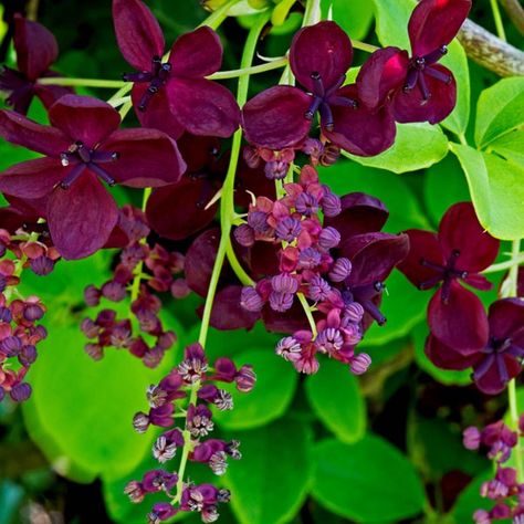 Akebia quinata | Chocolate Vine | Fiveleaf | 5_Seeds Chocolate Vine, Akebia Quinata, Climber Plants, Rare Seeds, Farm Nursery, Hardy Perennials, Exotic Fruit, Planting Bulbs, Veggie Garden