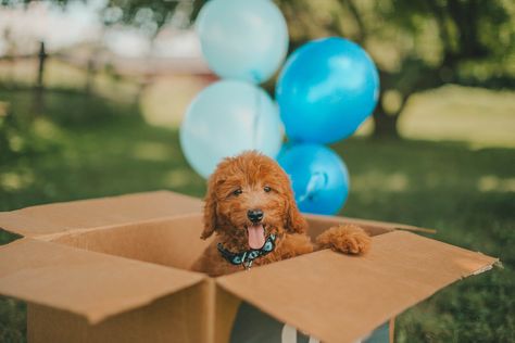 Puppy announcement gender reveal Puppy Gender Reveal Photoshoot, Surprise Puppy Reveal, Puppy Gender Reveal, Puppy Announcement Ideas, Puppy Reveal, Dog Announcement, Pet Announcement, Family Pet Photography, Puppy Announcement