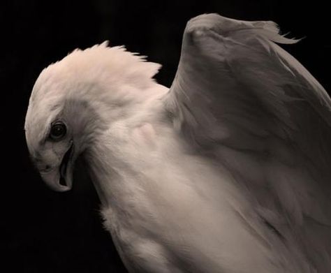 Albino Animals, Red Tailed Hawk, Birds Of Prey, Animal Planet, Fantastic Beasts, Beautiful Creatures, Beautiful Birds, Animal Kingdom, Animal Photography