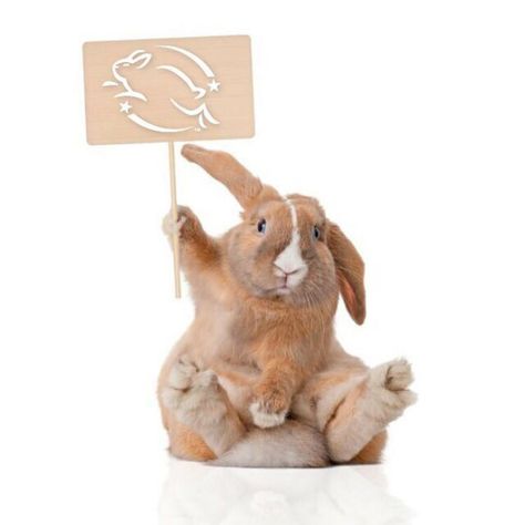 Stop Animal Testing, Leaping Bunny, Stop Animal Cruelty, Cruelty Free Cosmetics, Cruelty Free Brands, Make Beauty, Cruelty Free Makeup, Cruelty Free Beauty, Animal Welfare