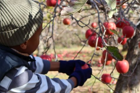 Yearly tradition unlocked: a day at Sky Top Orchard 🍎 Picking apples, enjoying the amazing views, and just soaking up the fall vibes—it never gets old. Brought my camera this time, and the shots we got? Chef’s kiss. 📸Already looking forward to the next visit! 🍂 #SkyTopOrchard #EnchantedTraditions #ApplePickingAdventures #FallDaysDoneRight Picking Apples, Amazing Views, Apple Picking, Getting Old, Fall Vibes, Apples, The Fall, The Amazing, The Next