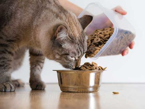 5 Things That Could Help Prevent Cat Food Recalls Today Natural Cat Food, Sistem Pencernaan, Cat Diet, Best Cat Food, Cat Dishes, Older Cats, Kitten Food, Healthy Cat, Bad Cats