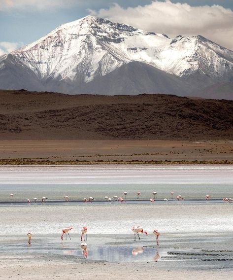 Salt Flat Bolivia, Chile Nature, San Peter, Atacama Desert Chile, Clear Night Sky, Salt Flat, Deserts Of The World, Atacama Desert, La Life