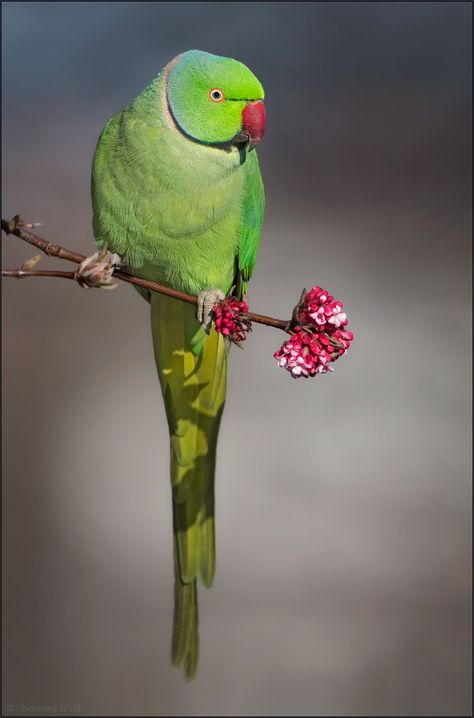 Ring Necked Parakeet, Indian Ringneck, Pet Birds Parrots, Birds Beautiful, Parakeet Bird, Sunflower Pictures, Neck Ring, Underwater Animals, Love Bird