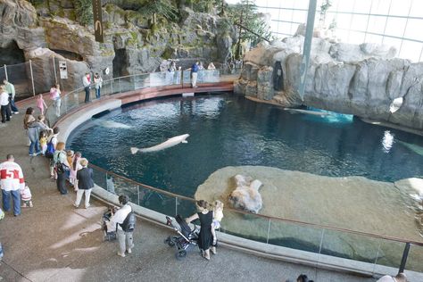 Chicago Shedd Aquarium Oceanarium Whale Museum, Shedd Aquarium Chicago, Zoo Inspiration, Beluga Whales, Public Aquarium, Sea Aquarium, Zoo Architecture, Zoo Ideas, Animal Learning