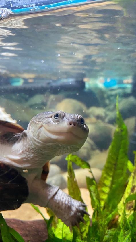 Turtle Meme, Pictures Of Turtles, Sea Turtle Pictures, Big Turtle, Giant Tortoise, Green Turtle, Cute Turtles, Baby Turtles, Reptiles And Amphibians