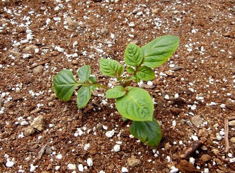 Potatoes: Growing from Seed (Part 2) - Cultivariable Potatoes Growing, Planting Potatoes, Growing Potatoes, Seed Saving, Organic Gardening Tips, Growing Seeds, Heirloom Seeds, Growing Vegetables, Buckets