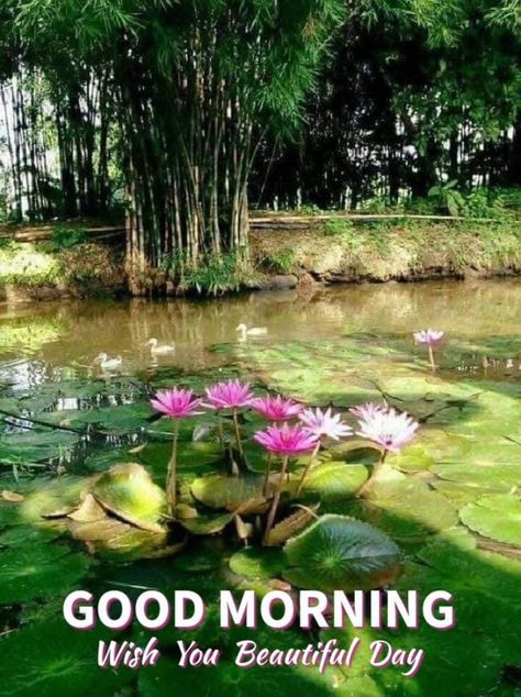 Good Morning Nature Images, Good Morning Animated Images, Have An Awesome Day, Flowers Quotes, Morning Nature, Good Morning Nature, Good Morning Flowers Quotes, Good Morning Images Hd, Good Morning Roses