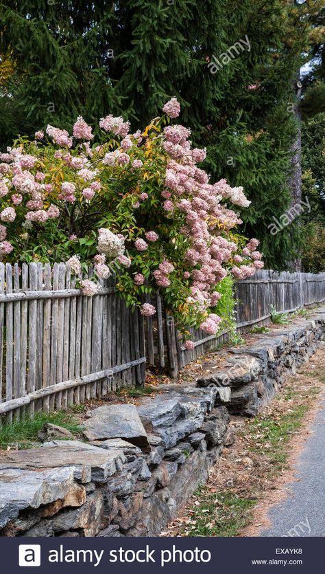 Download this stock image: Blossoming pink hydrangea flowers hanging over a weathered old vintage wooden fence on a stone wall border in Woodstock, Vermont, USA, New England - EXAYK8 from Alamy's library of millions of high resolution stock photos, illustrations and vectors. Stone Wall Outdoor Fence, Fence On Stone Wall, Arborvitae Fence, Stone Wall Garden, Rock Wall Fencing, Lake Fence, Wooden Picket Fence, Terrace Exterior, High Fence