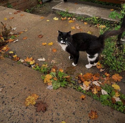 Fall Cats, Halloween Facts, Gilmore Girl, Catty Noir, American Threads, Adorable Cats, Fallen Leaves, Trendy Boutique, Fall Inspo