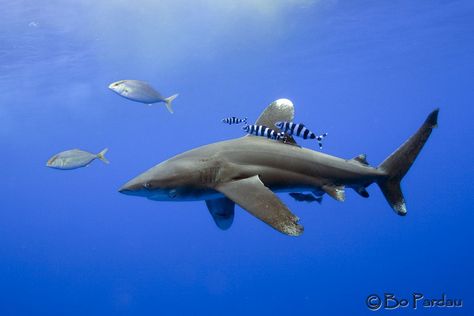 Oceanic White Tip Shark, White Tip Shark, Pilot Whale, Types Of Sharks, Shark Pictures, Shark Drawing, Underwater Photographer, Beautiful Sea Creatures, Free Diving