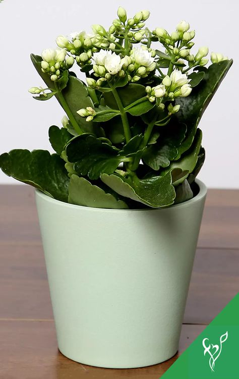 Product Details:  Plant Name- White Kalanchoe Plant Plant Type- Flowering Plant Plant Placement- Indoors Green Plastic Round Pot Pot Diameter- 14 cms Kalanchoe Plant, Online Plant Shop, Plant Shopping, Types Of Succulents, Plant Shop, Flower Meanings, Buy Plants, Plant Wall, Types Of Plants