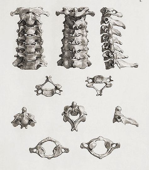 Skeleton Muscles, Medical Drawings, Scientific Drawing, Skeleton Anatomy, Human Spine, Anatomy Tutorial, Human Bones, Cervical Spine, Human Skeleton