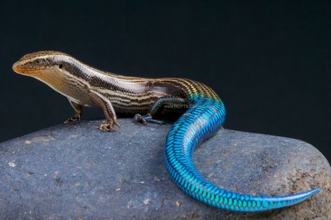 Gran Canaria blue-tailed skink / Chalcides sexlineatus | Flickr Poison Arrow Frog, Lizard Species, Blue Tongue Skink, Blue Tail, Rare Species, Tropical Forest, Colorful Animals, Crocodiles, Reptiles And Amphibians