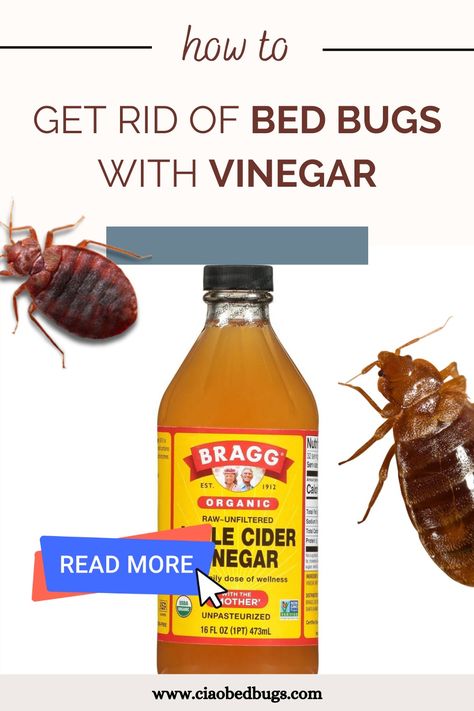 Bed bugs on a picture being treated with vinegar - a natural and eco-friendly pest control solution. Diy Bed Bug Spray, Bedbugs Removal Diy, Bed Bugs How To Get Rid Of, Bed Bug Bites Remedies, Bed Bug Remedies, Bedbugs Removal, Bug Bites Remedies, Get Rid Of Bed Bugs, Homemade Beds