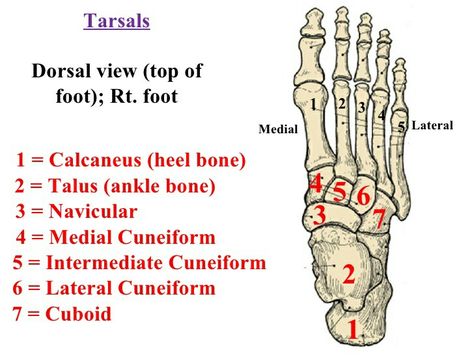 Tarsal bone Radiography Student, Radiology Student, Radiology Technician, Nursing School Essential, Basic Anatomy, Nurse Study, Basic Anatomy And Physiology, Nurse Study Notes, Nursing Student Tips