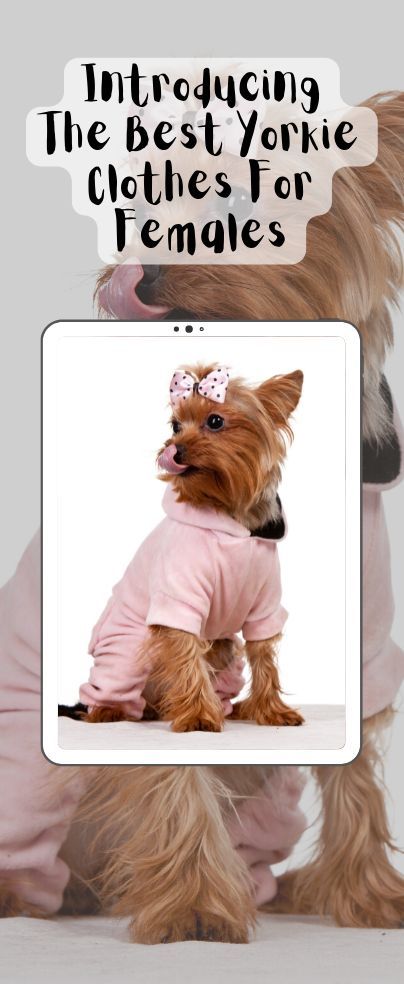 Yorkie Clothes Patterns, Yorkie Outfits, Dream Puppy, Yorkie Clothes, Pet Paradise, Yorkie Puppies, Puppy Dress, Teacup Yorkie, Pet Allergies