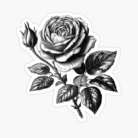 Get my art printed on awesome products. Support me at Redbubble #RBandME: https://www.redbubble.com/i/sticker/Vintage-Rose-Black-and-White-by-AnaelR/143827980.EJUG5?asc=u Rosé Black And White, Yin Yang Art, Black And White Stickers, Rose Illustration, White Stickers, Floral Illustrations, Black Rose, Vintage Roses, Buy Vintage