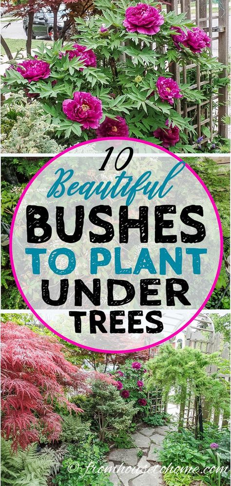 This list of #shrubs is perfect for my shade #garden. I wasn't sure how to fill in the shady garden bed in my backyard and now I have a bunch of options. I really like the 4th one.   #fromhousetohome  #shadelovingshrubs #gardentipsandplants Best Shrubs For Shade, Evergreens For Shade, Shade Loving Shrubs, Red Twig Dogwood, Evergreen Bush, Plants Under Trees, Twig Dogwood, Shade Shrubs, Flowering Bushes