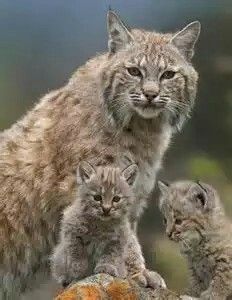 Mama&Baby Bobcats Baby Bobcat, Bobcat Kitten, Wild Cat Species, Lynx Lynx, Cat Species, Exotic Cats, Majestic Animals, Amazing Pictures, Big Cat