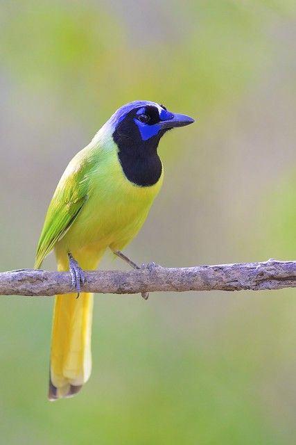 Duck Bird, Jay Bird, Most Beautiful Birds, Backyard Birds, Exotic Birds, Bird Pictures, Pretty Birds, Bird Photo, Colorful Birds