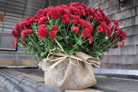 Maine Fall wedding. Mums Mums Centerpiece Ideas, Mums Table Centerpiece, Fall Mums Wedding Decor, Mums As Wedding Decor, Mums Centerpiece, Fall Wedding Mums, Wedding Mums, Maine Fall, Mum Wedding