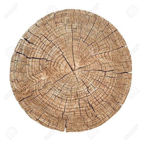 White Oak Tree, Fifth Element, Cross Section, Tree Stump, Oak Tree, White Oak, Beautiful Images, Abstract Design, Christmas Tree Skirt