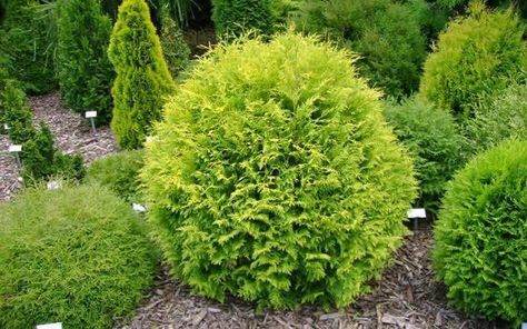 Globe Arborvitae, Pseudotsuga Menziesii, Full Sun Shrubs, Emerald Green Arborvitae, Thuja Occidentalis, Cedar Tree, Buy Plants Online, Foundation Planting, Garden Shrubs