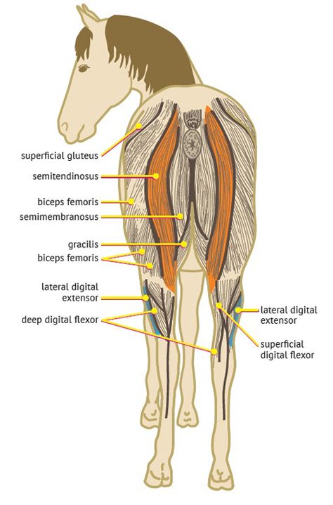 Equine Massage Therapy, Horse Massage, Equine Veterinarian, Andalusian Horses, Equine Massage, Equine Veterinary, Vet Medicine, Horse Facts, Equine Therapy