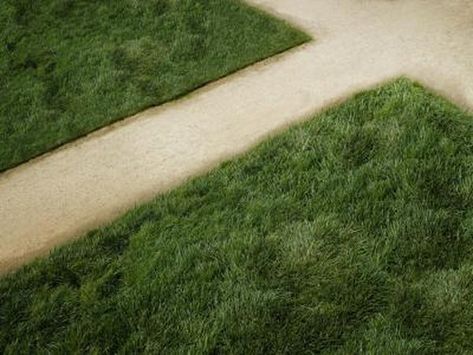 Sod gives the instant appearance of a well-established lawn. It also prevents erosion immediately and requires less careful initial irrigation than seed. Fescues, such as tall fescue (Festuca arundinacea) and red fescue (Festuca rubra), are extremely useful lawn grasses because they tolerate full sun or partial shade, ... Fescue Lawn, Tall Fescue, Sod Installation, University Of Rhode Island, Diy Lawn, Human Resource, Sandy Soil, Plant Spacing, Clay Soil