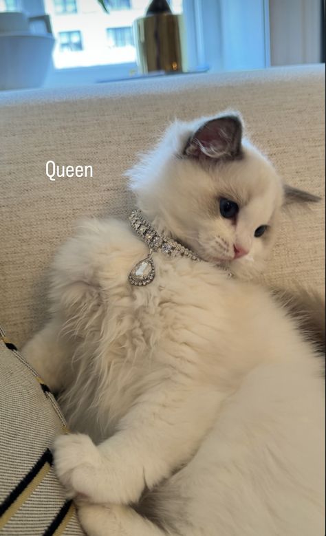 Classy Cat Aesthetic, Boujee Dog Aesthetic, Fancy Cat Aesthetic, Crystal Cat Aesthetic, Cat Fur Aesthetic, Luxury Cat, Kinds Of Cats, Cute Cats And Dogs, Baby Cats