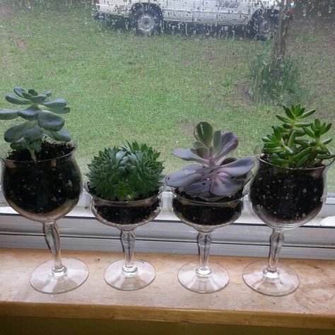 Succulents in wine glasses from goodwill! Plants In Wine Glasses, Wine Glass Planter, Succulent Pots Diy, Succulents Arrangements, Water Bottle Crafts, Succulent Bowls, Frosted Glass Design, Diy Wine Glasses, Succulent Garden Diy