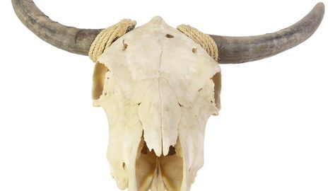 Small skulls must be handled very gently so the teeth remain intact. Skull Hanging, Steer Skull, Longhorn Skull, Western Crafts, How Do You Clean, Small Skull, Beauty Supply Store, Southwest Decor, Deer Skulls