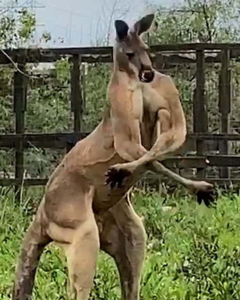 Buff Kangaroo, Endangered Animals, Kangaroo, Australia, Wall Art, Animals