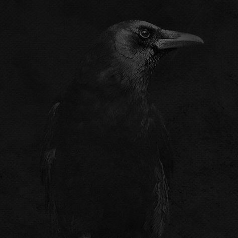 Vantablack Color 4k Iphone Wallpaper, Iphone 5 Wallpaper, 5 Wallpaper, Raven Art, Winter's Tale, Bnw Photography, Black Animals, Edgar Allan Poe, Fade To Black