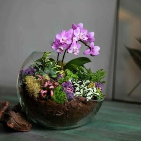 Plant Ideas Indoor, Indoor Plant Hacks, Glass Jar Diy, Plant Room Aesthetic, Indoor Plant Ideas, Indoor Plant Care Guide, Miniature Garden Plants, Orchid Terrarium, Orchid Flower Arrangements