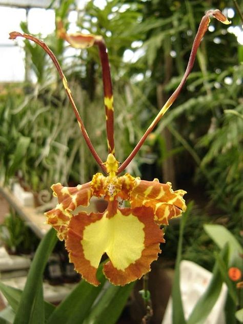 The Beautiful Butterfly Orchid ~ Kuriositas Butterfly Orchid, Beautiful Butterflies, Flower Pots, Orchids, Vines, Plants, Flowers