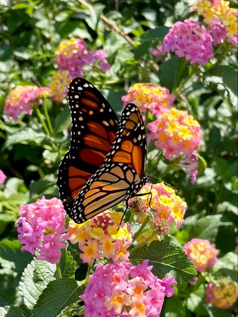 Eastern U.S. migratory Monarch Butterflies in my pollinator garden, Piedmont of N.C. Monarch Butterfly On Lavender, Monarch Butterflies Aesthetic, Orange Butterfly Aesthetic, Butterfly Garden Aesthetic, Monarch Butterfly Aesthetic, Butterflies Aesthetic, Lantana Flower, Butterfly With Flowers, Orange Butterflies