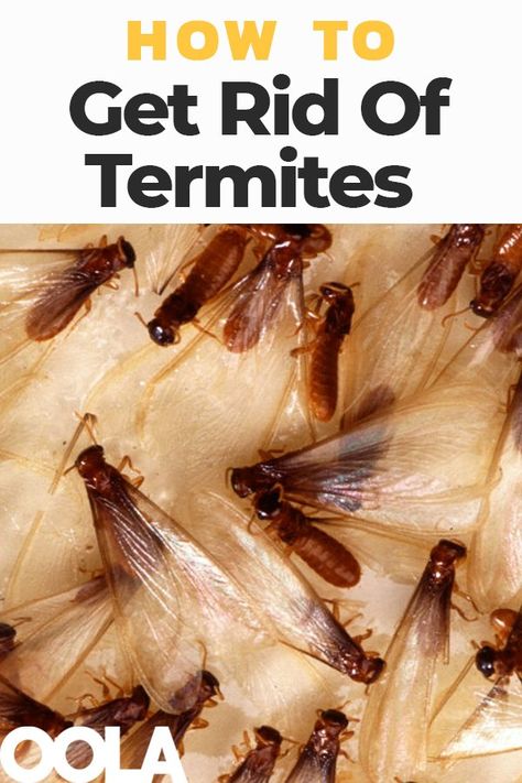 Termite Prevention, Wood Termites, Types Of Bugs, Kill Ants, Types Of Insects, Termite Control, Pest Management, Bug Repellent, Insect Control