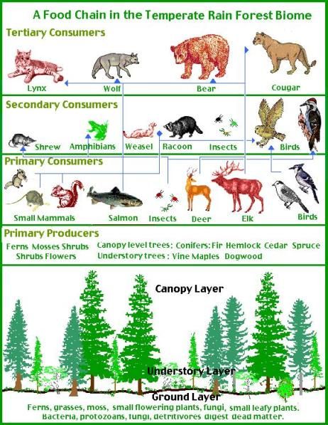 Oregon Rainforest | Rickreall Creek Roots & Shoots Rainforest Food Web, Rainforest Food Chain, Food Webs Projects, Temperate Forest, Forest Food, Biomes Project, Rainforest Biome, Ecosystems Projects, Rainforest Trees