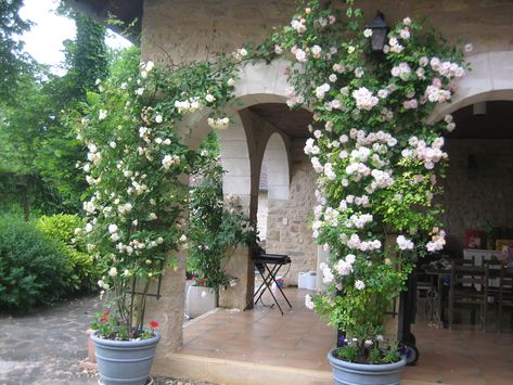 image Climbing Roses In Containers, Potted Climbing Roses, Potted Rose Garden, Climbing Roses In Pots, Climbing Plants In Pots, Roses In Pots, Pictures Of Roses, Pot Trellis, Front Door Plants