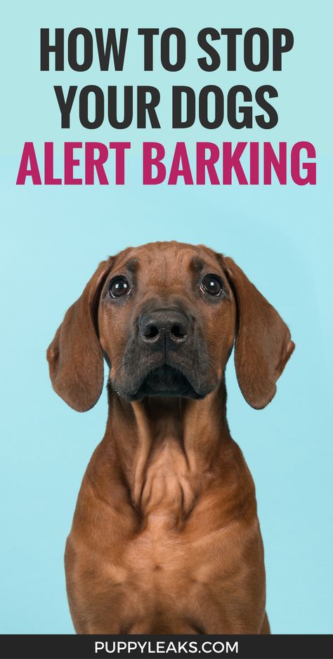 Stop Dog Barking, Dog Minding, Easiest Dogs To Train, House Training Dogs, Dog Training Advice, Dog Brain, Dog Training Techniques, Best Dog Training, Aggressive Dog