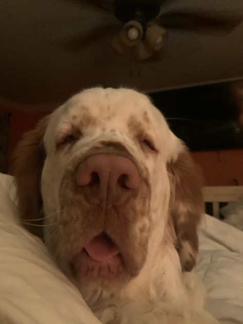 Clumber Spaniels are the sweetest dogs! Clumber Spaniel Puppy, Clumber Spaniel, Every Dog Breed, All Breeds Of Dogs, Heart Stopper, Fluffy Dogs, Pretty Animals, Cute Animals Images, It's Raining