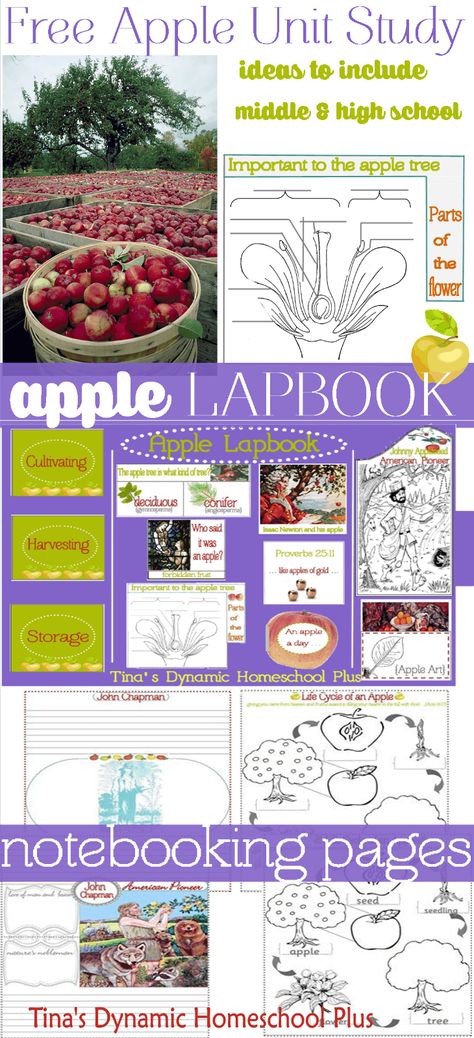 Free Apple Lapbook & Unit for Fall Homeschooling Unit Study. Ideas to include your middleschool kids along with your younger kids @ Tiina's Dynamic Homeschool Plus Apple Unit Study Preschool, Free Apple Unit Study, Apple Unit Study 3rd Grade, Apple Unit Second Grade, Apple Unit First Grade, Isaac Newton Art, Kids Books For Apple Harvest Unit, Apple Study, Apple Unit Study