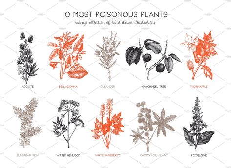 Baneberry Drawing, Poisonous Plants For Humans, Poisonous Plant Tattoo, Poisonous Flowers Tattoo, Plants Identification, Poison Plants, Poisonous Flowers, Water Hemlock, Thorn Apple