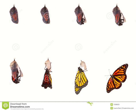 Monarch Emerging. Monarch butterfly emerging from chrysalis.Eight stages isolate #Sponsored , #Sponsored, #sponsored, #Emerging, #stages, #isolate, #butterfly Monarch Butterfly, A White Background, White Background, Flight, Royalty Free Stock Photos, Royalty Free, Stock Images, Graphic Design, Photography